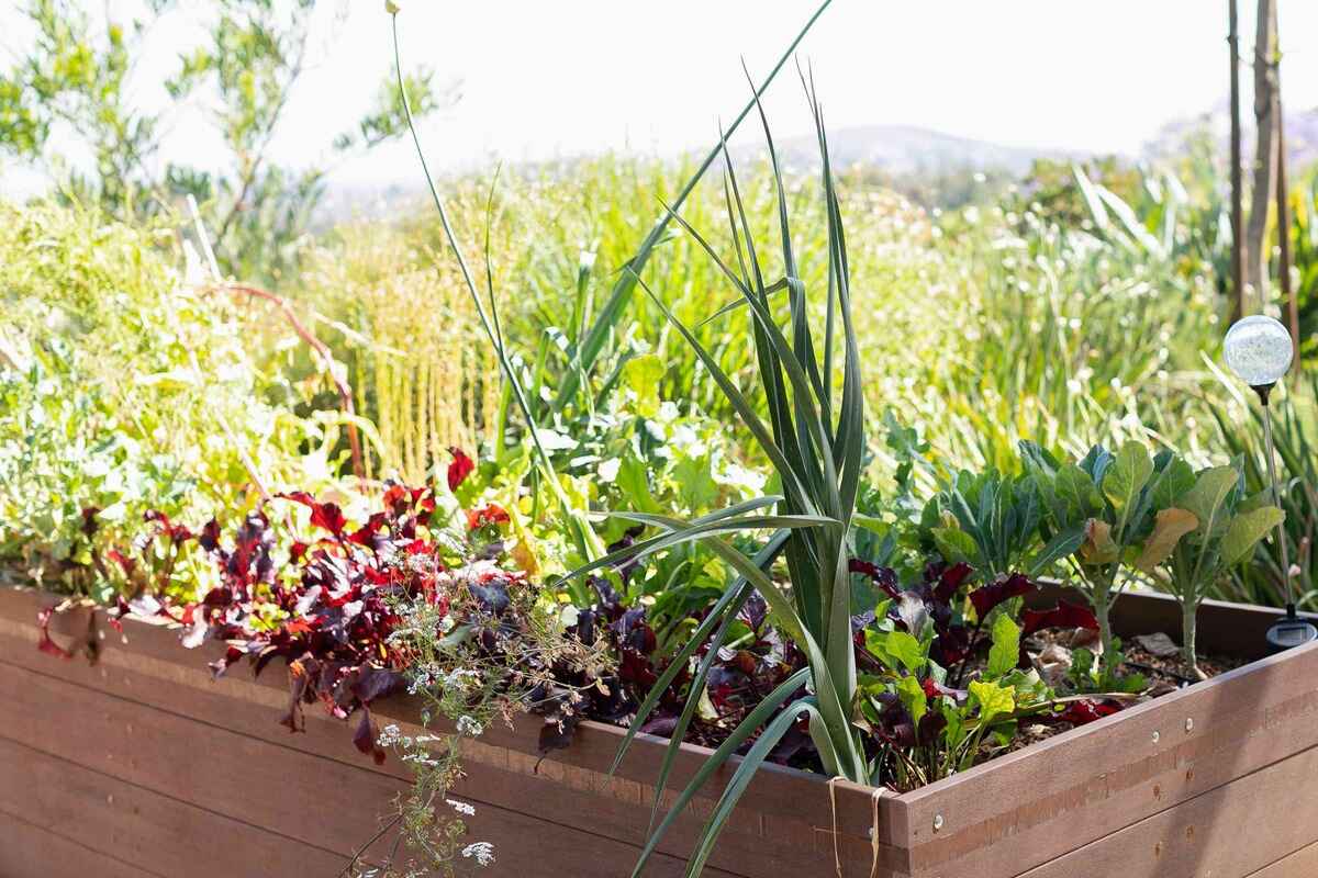 What To Plant In Raised Garden Bed