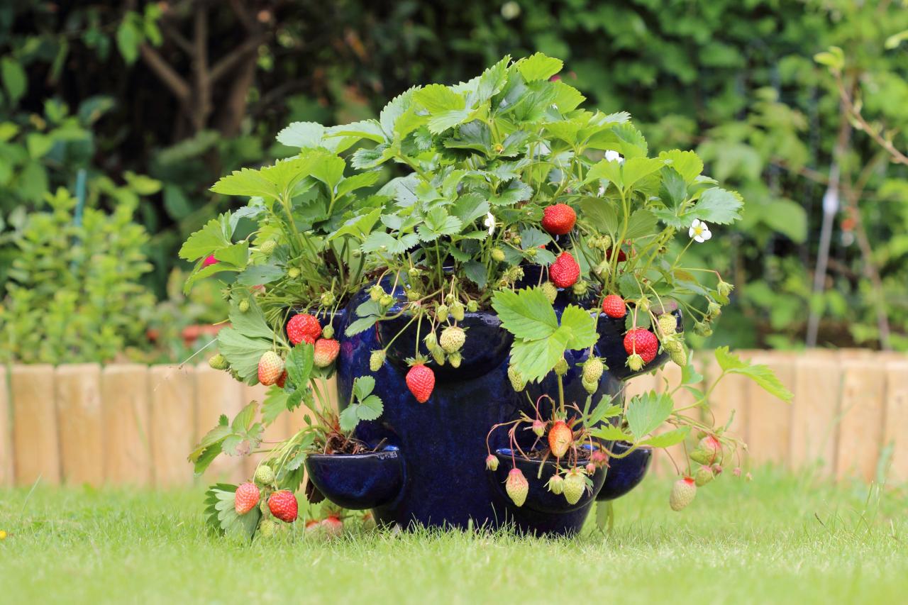 What To Plant In Strawberry Pot