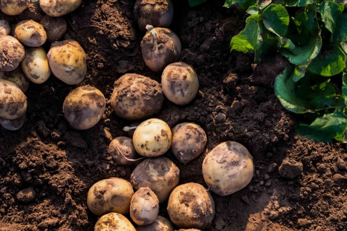what-to-plant-near-potatoes