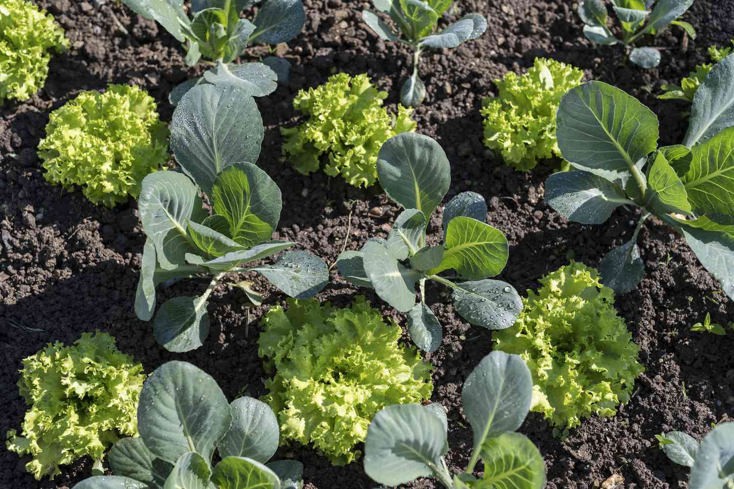What To Plant Next To Broccoli