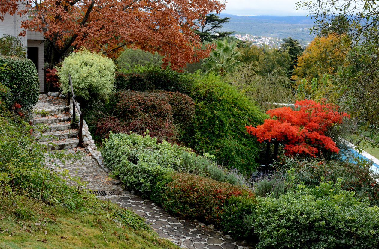 What To Plant On A Slope