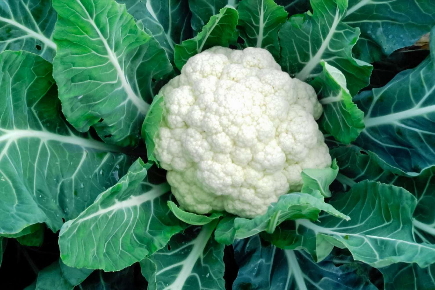 What To Plant With Cauliflower