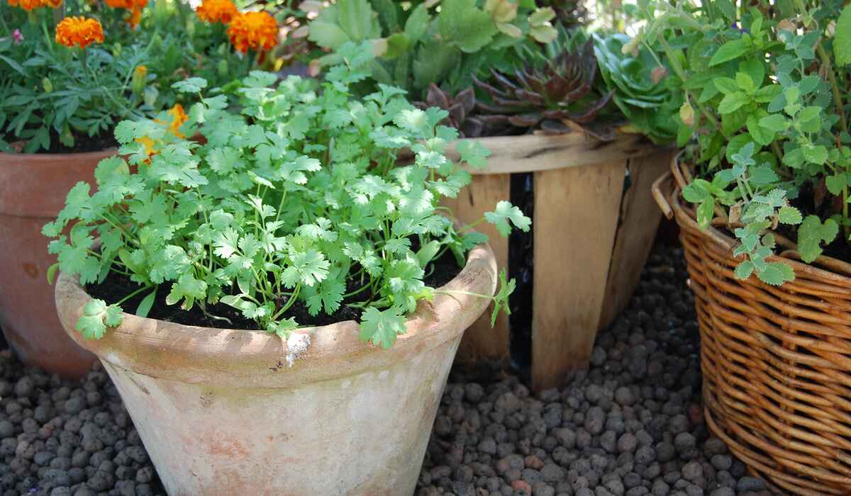 What To Plant With Cilantro