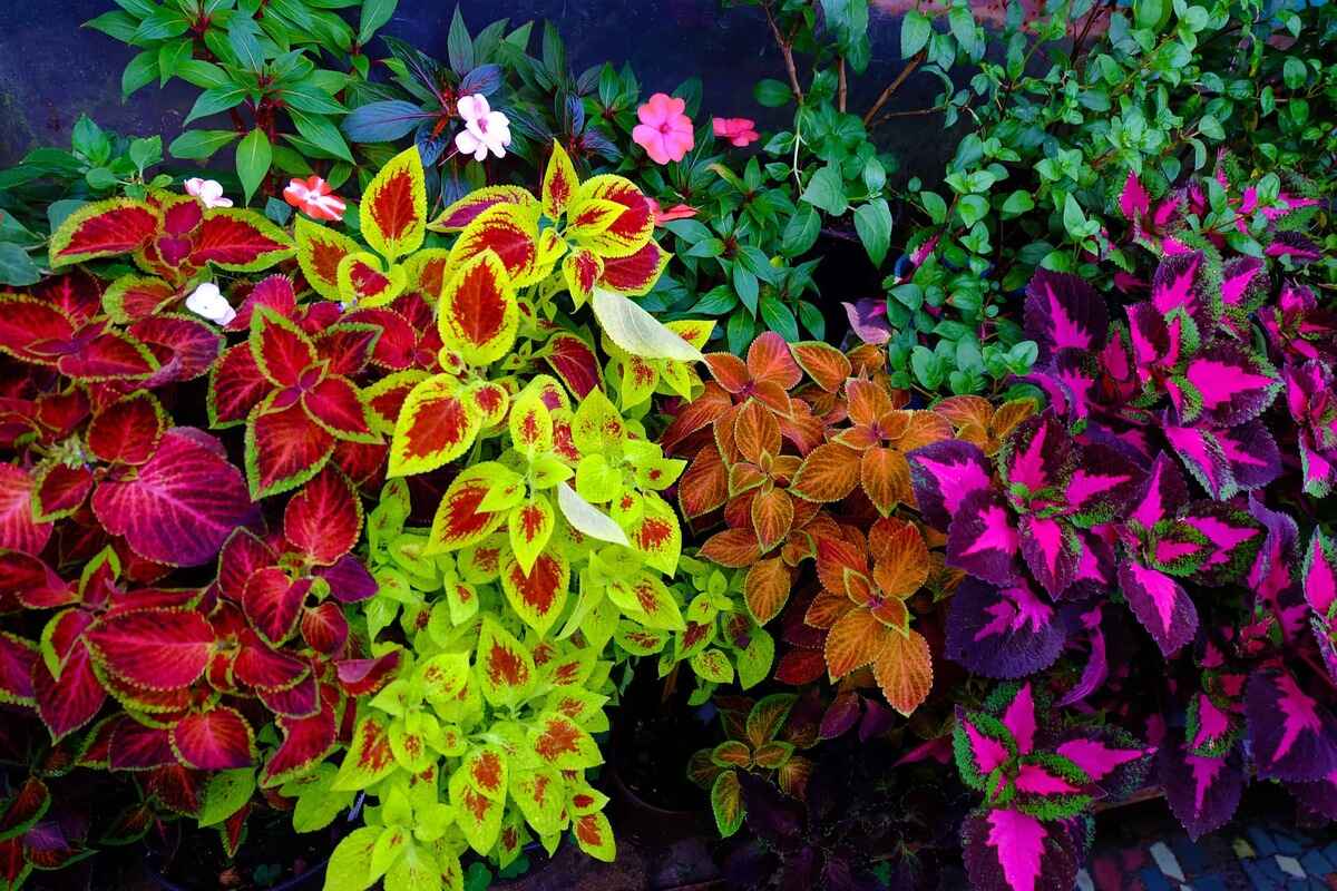 What To Plant With Coleus