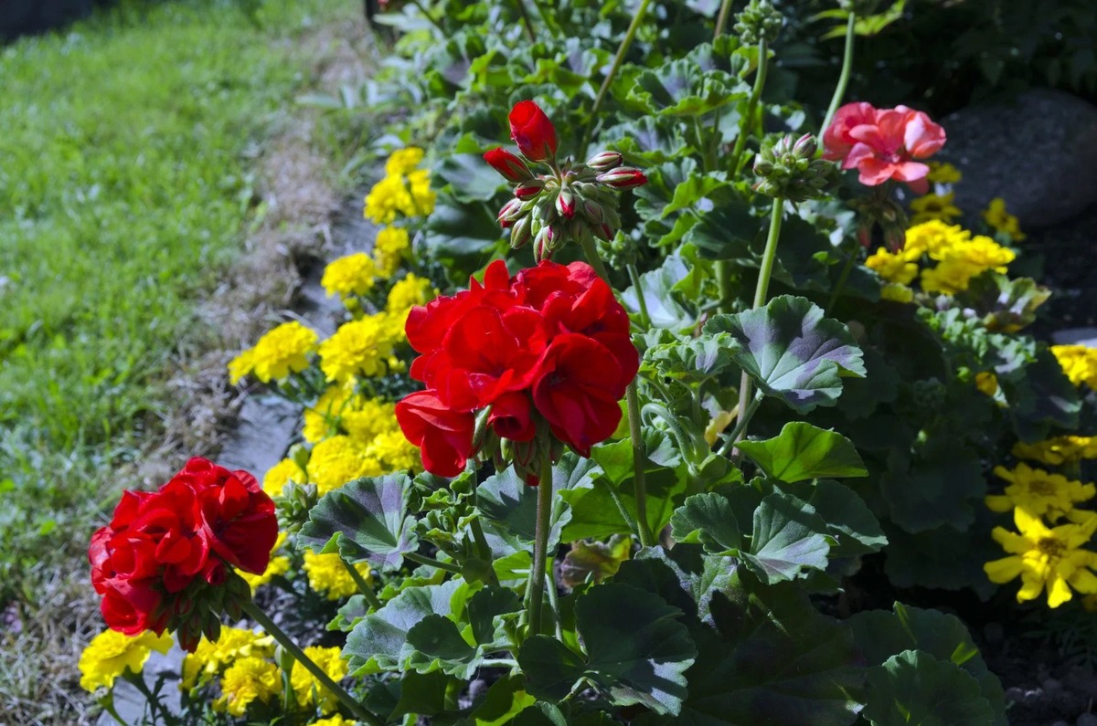 What To Plant With Geraniums