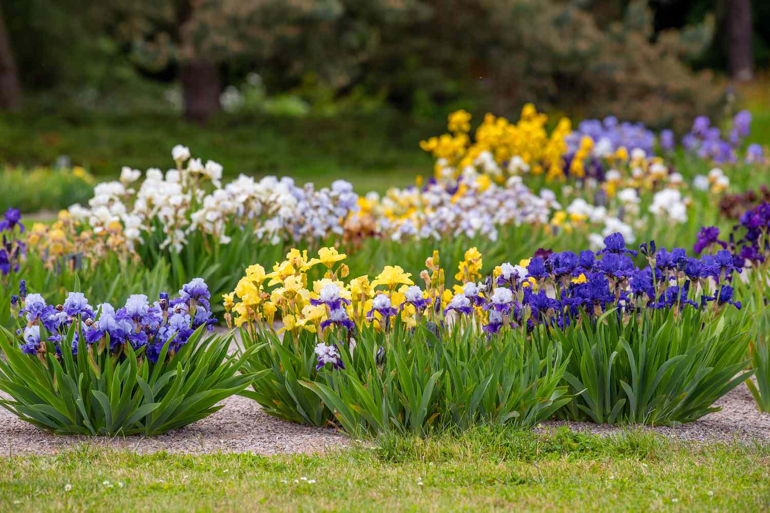 What To Plant With Irises