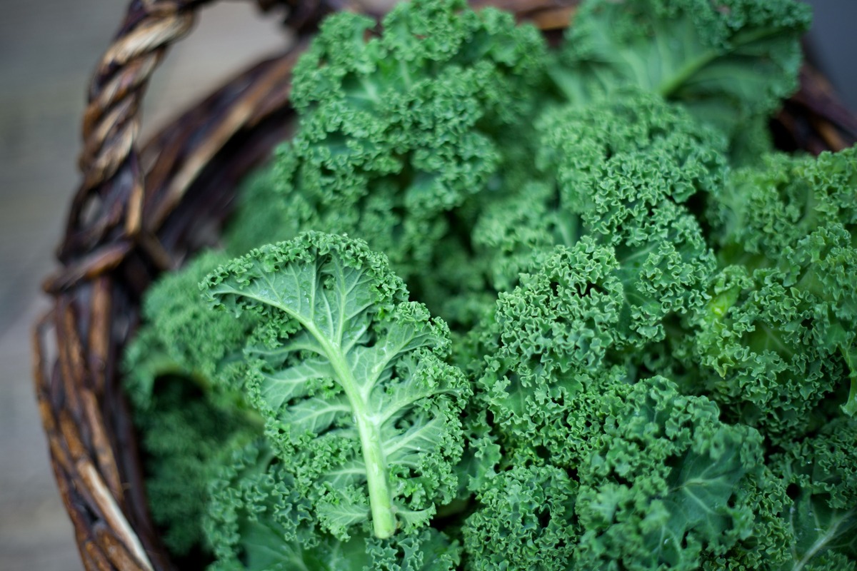 What To Plant With Kale