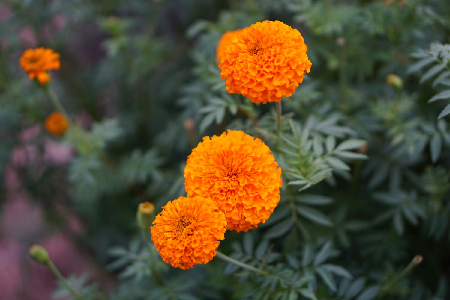 What To Plant With Marigolds