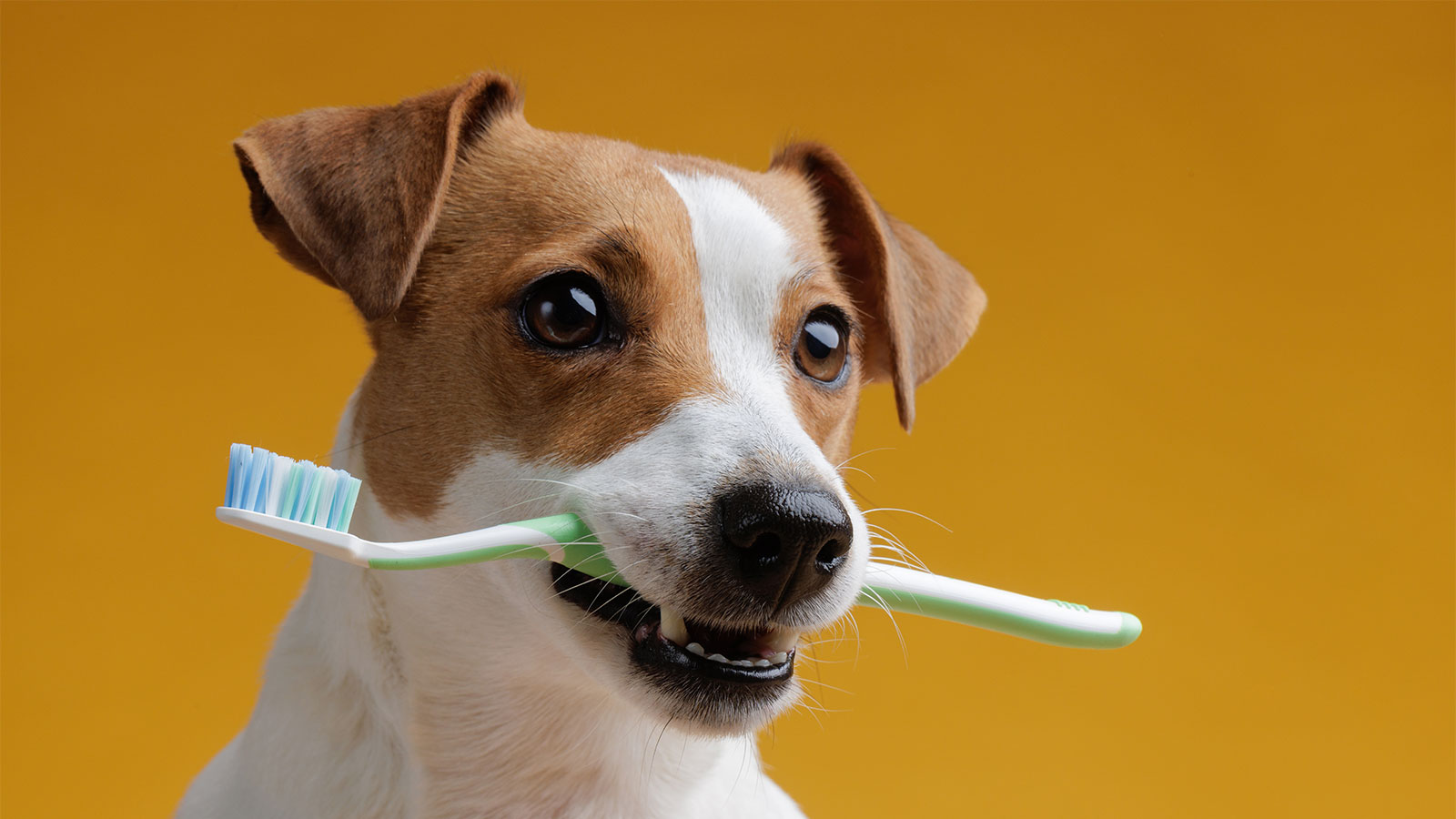 What To Use To Brush Dogs Teeth