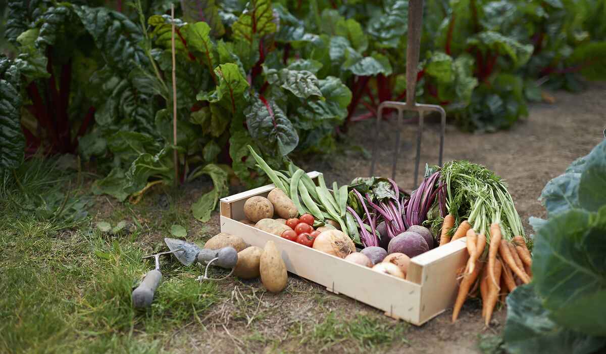 What Vegetables Can You Plant In June