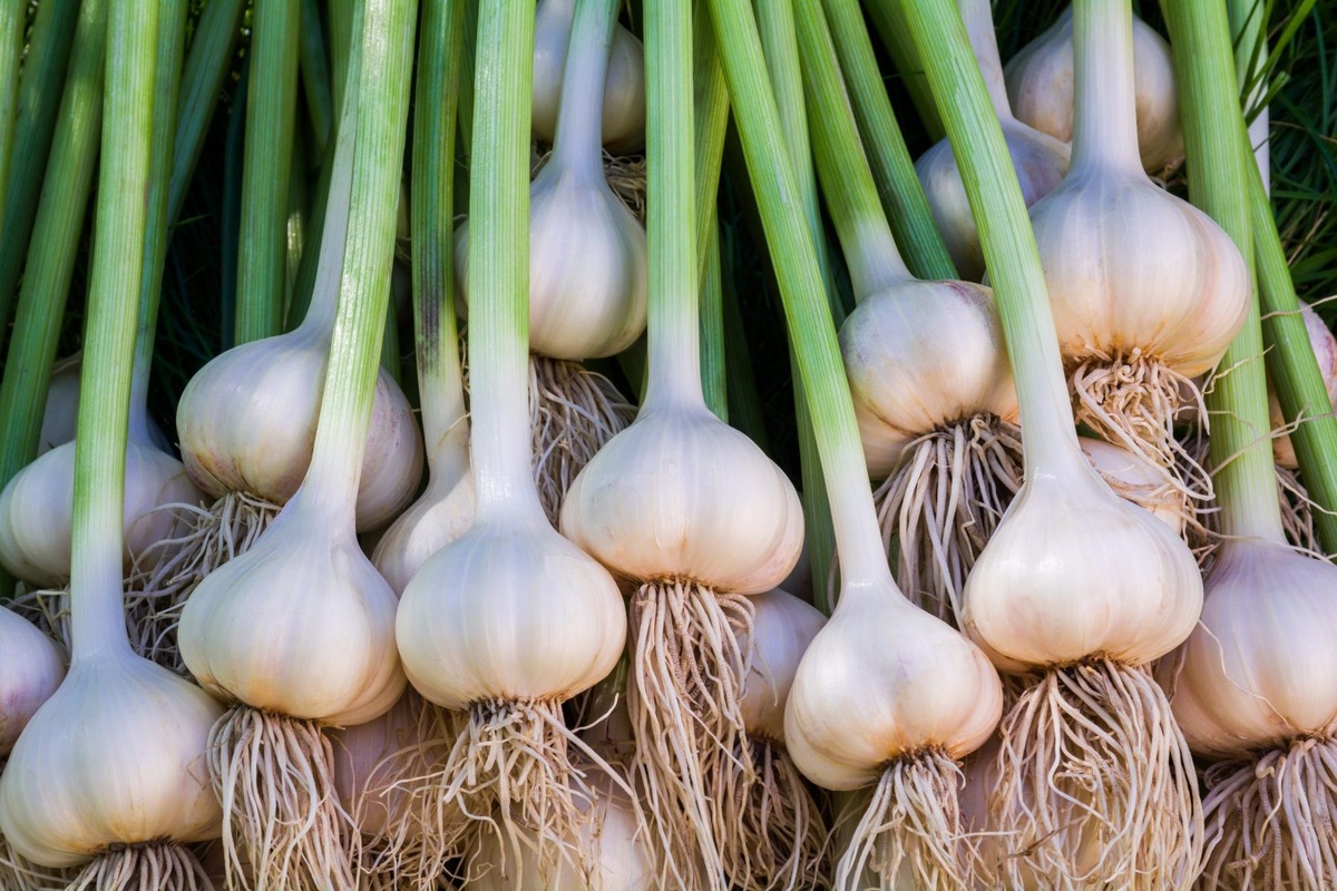 When Can You Plant Garlic