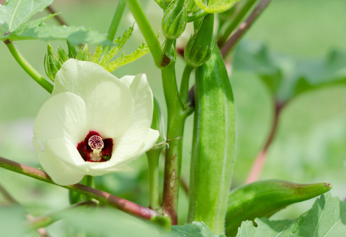 Understanding The Optimal Climate And Growing Season For Okra