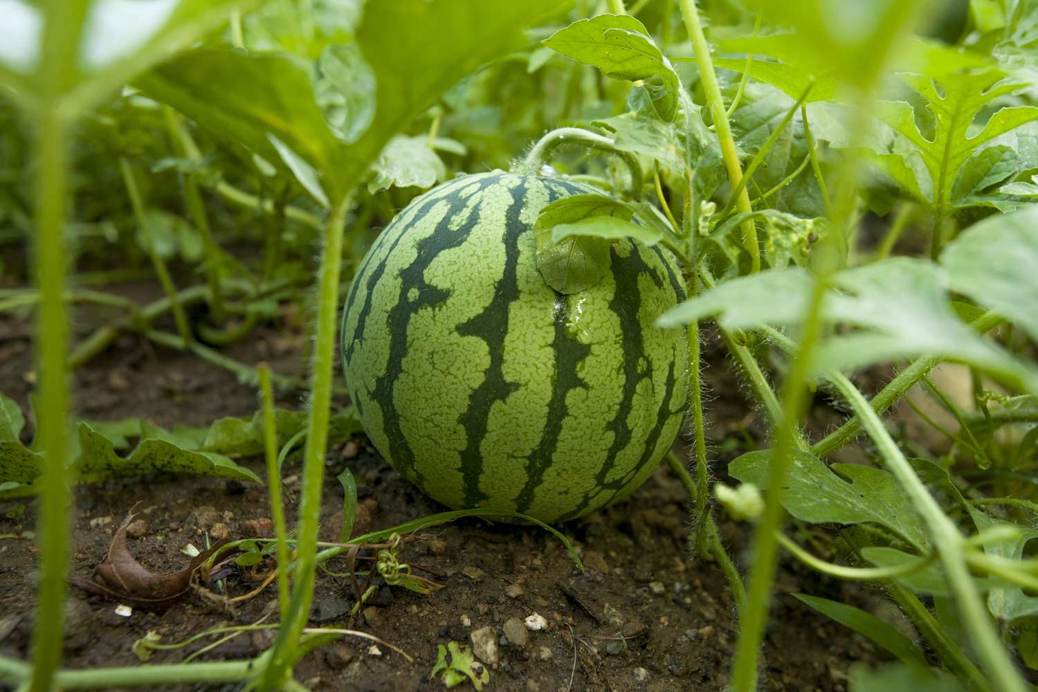 When Do You Plant Watermelons