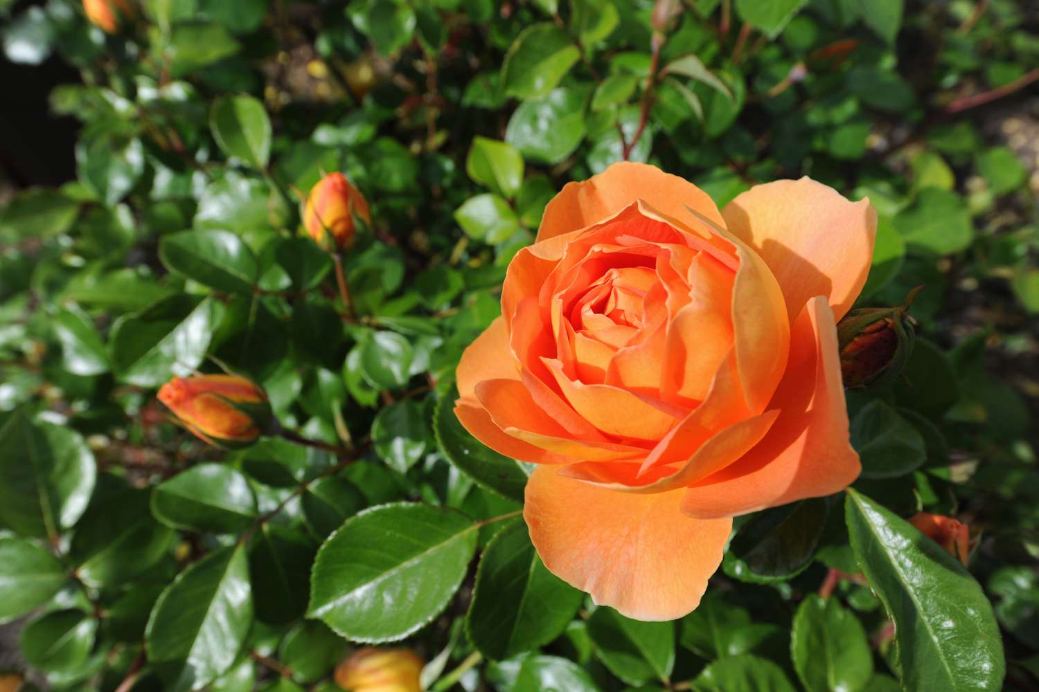 When Is The Best Time To Plant Roses