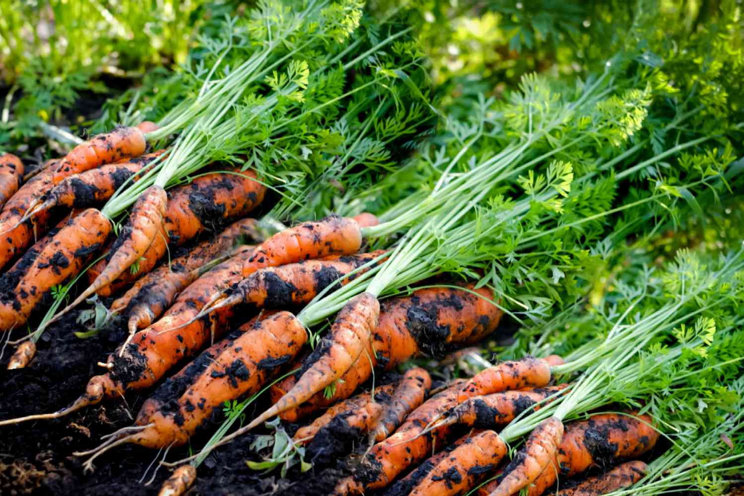 When Should I Plant Carrots
