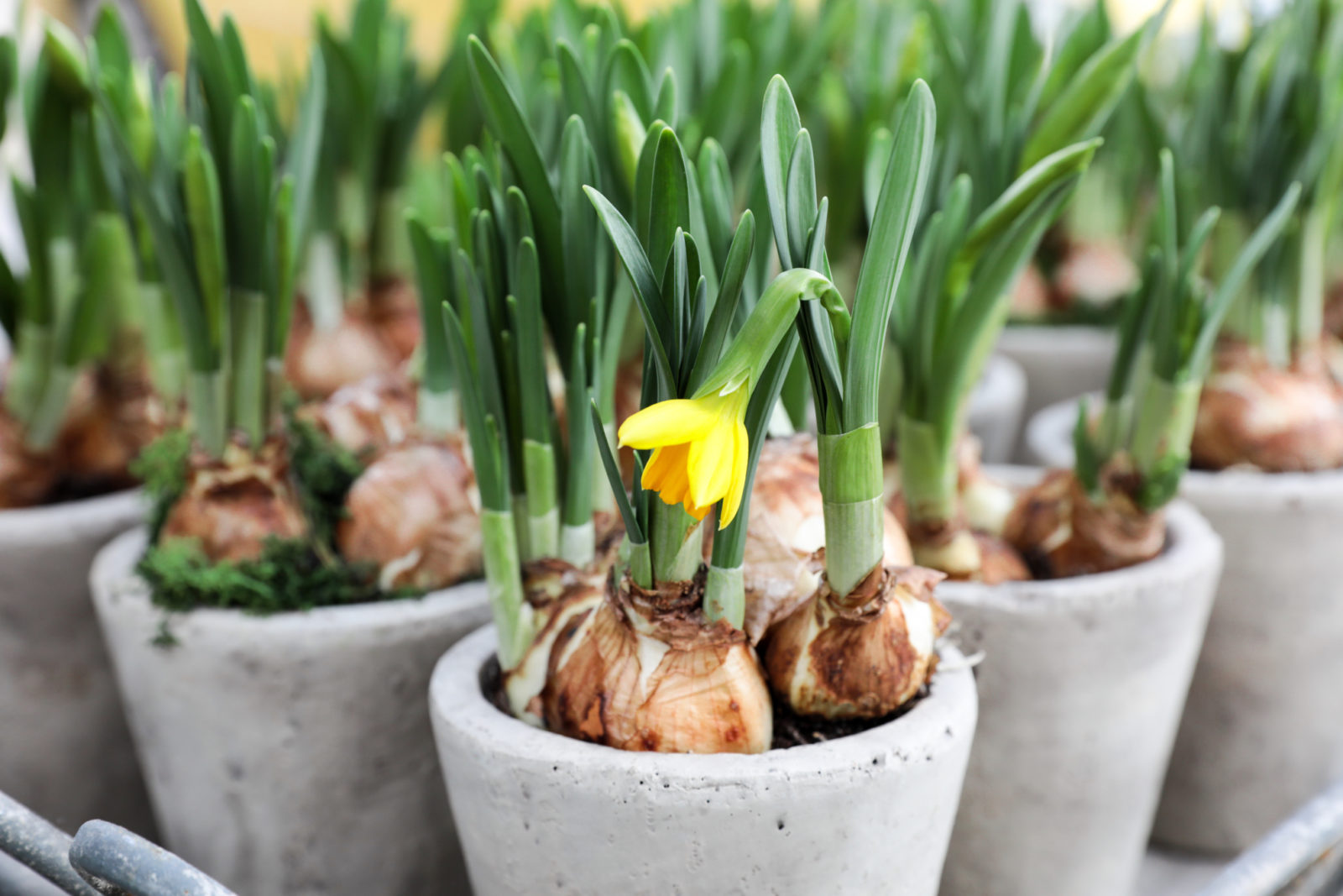 When Should I Plant Daffodil Bulbs