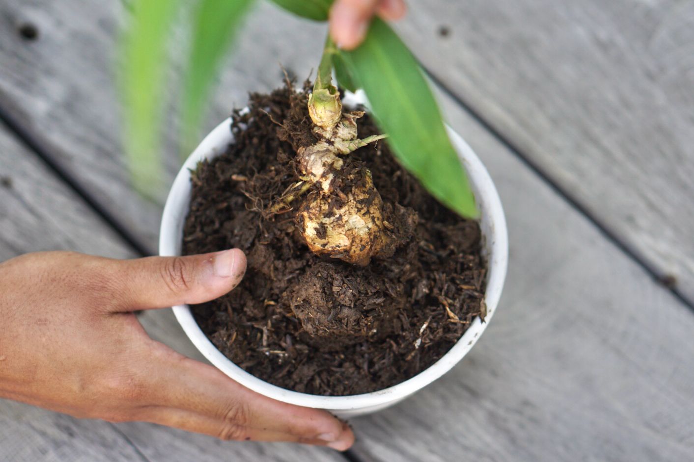 when-should-i-plant-ginger-root