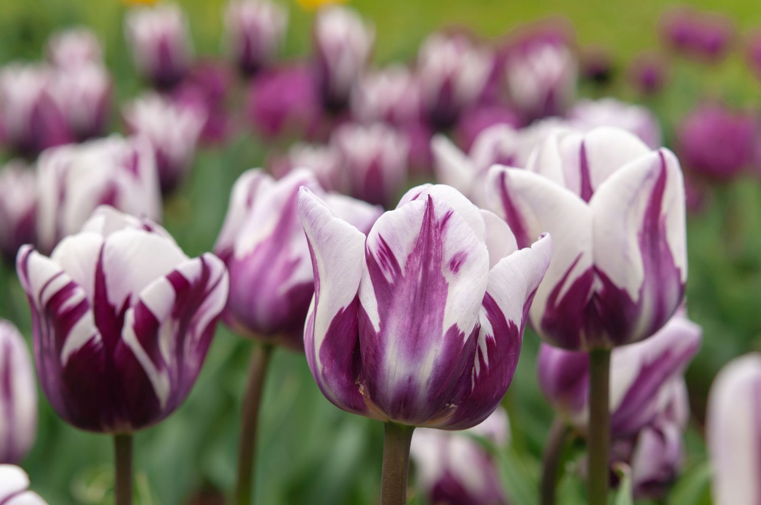 when-should-i-plant-tulip-bulbs