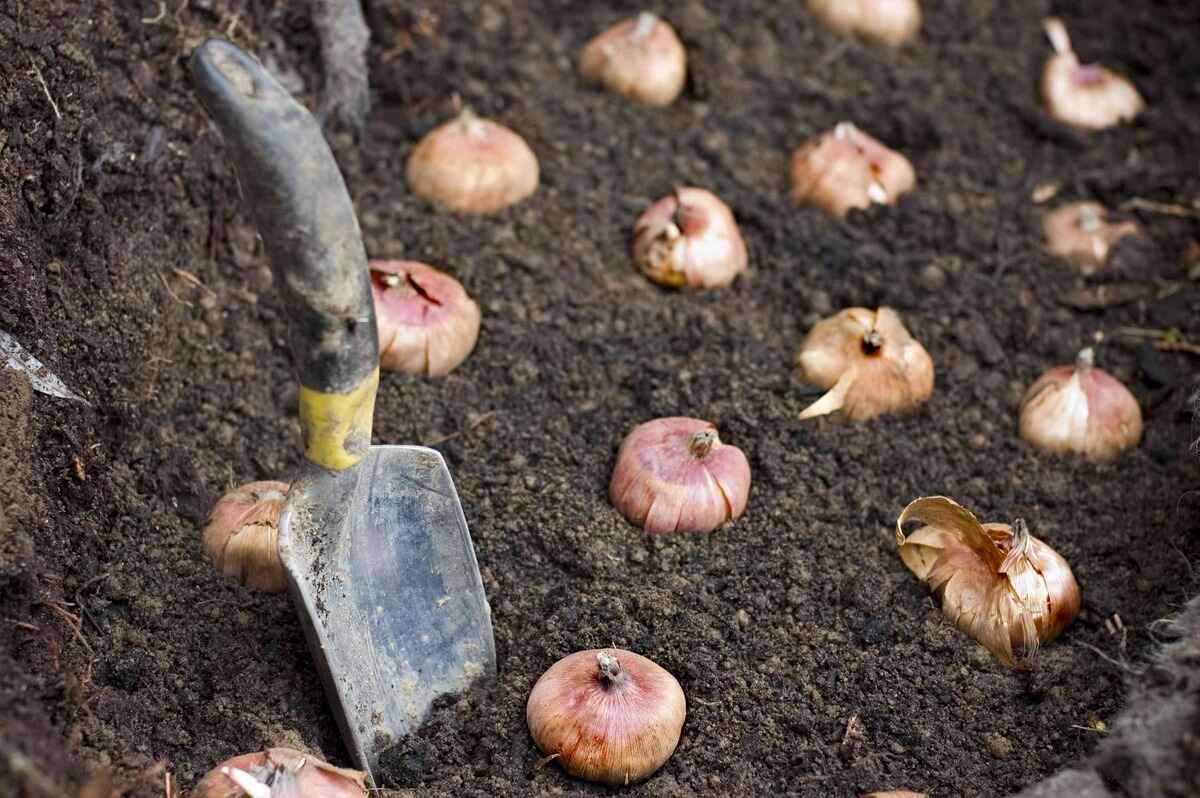 When Should You Plant Bulbs