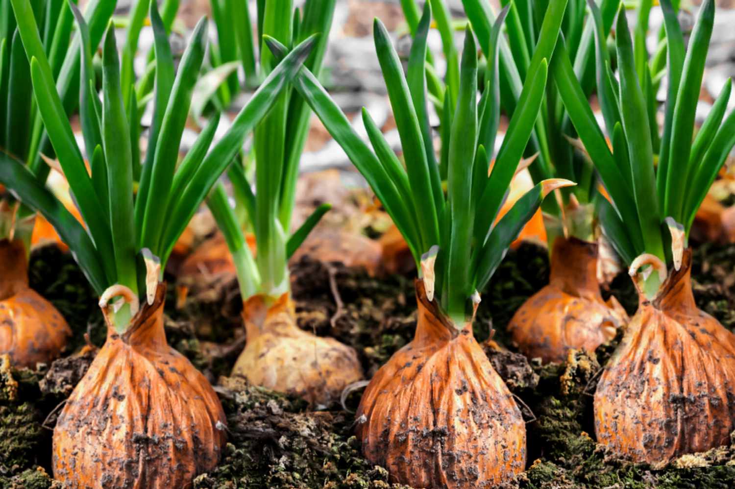 When Should You Plant Onions