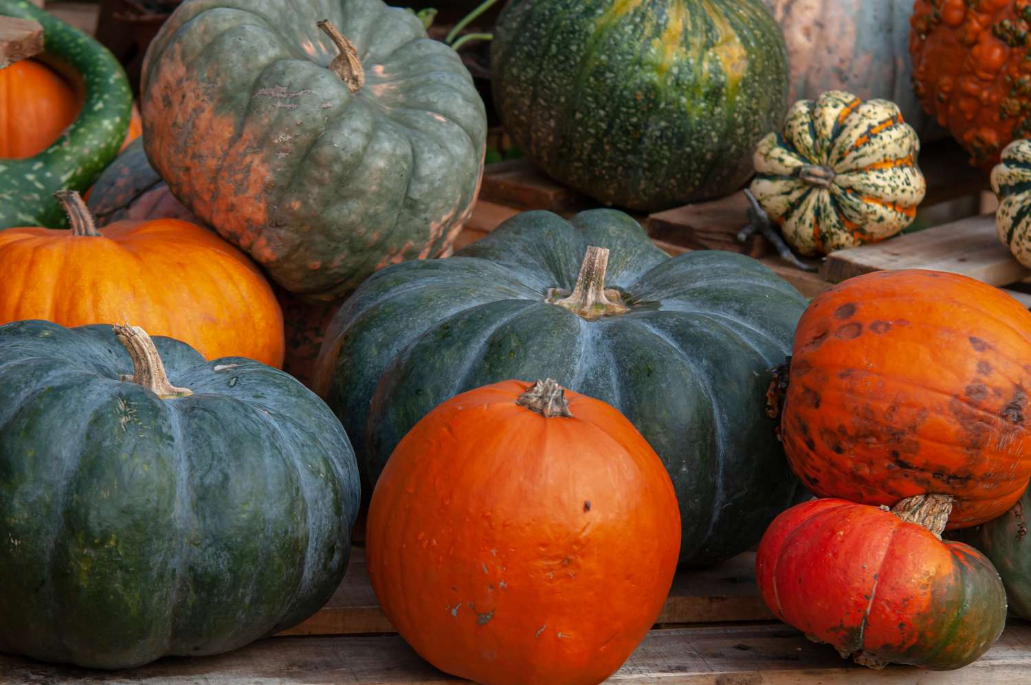 When Should You Plant Pumpkins