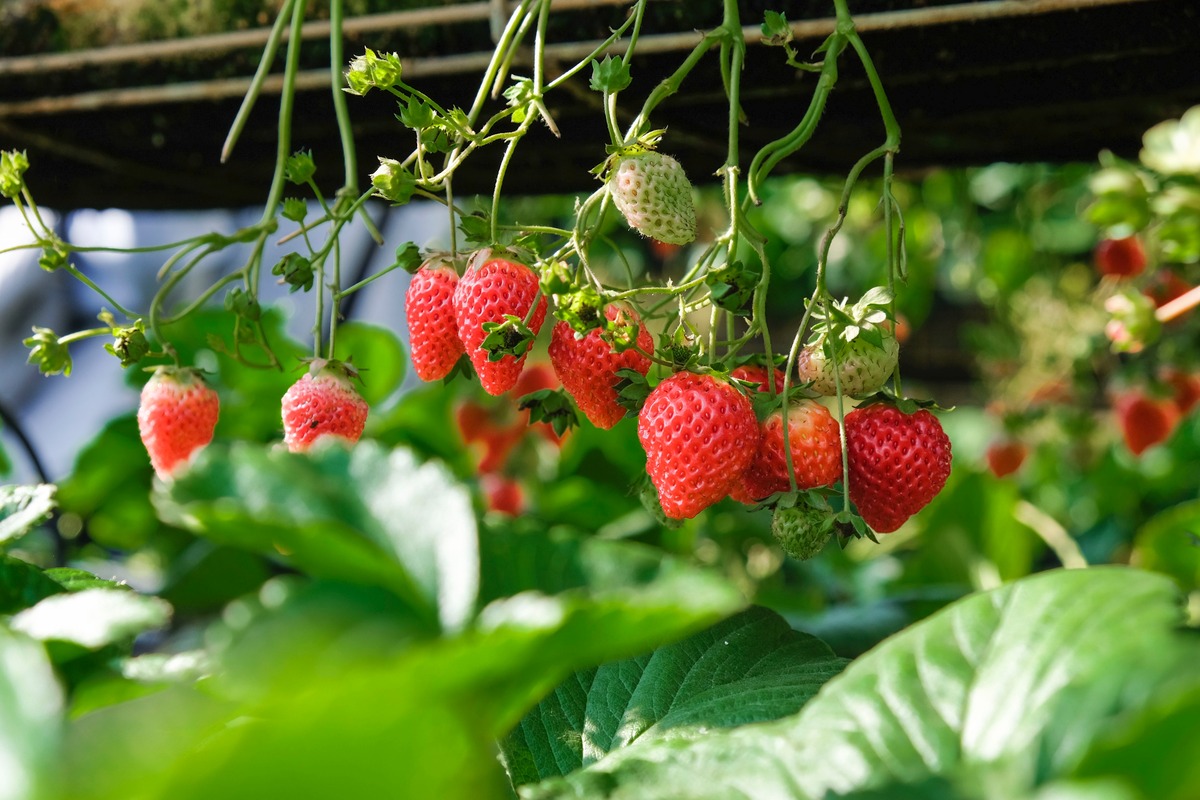 When Should You Plant Strawberries