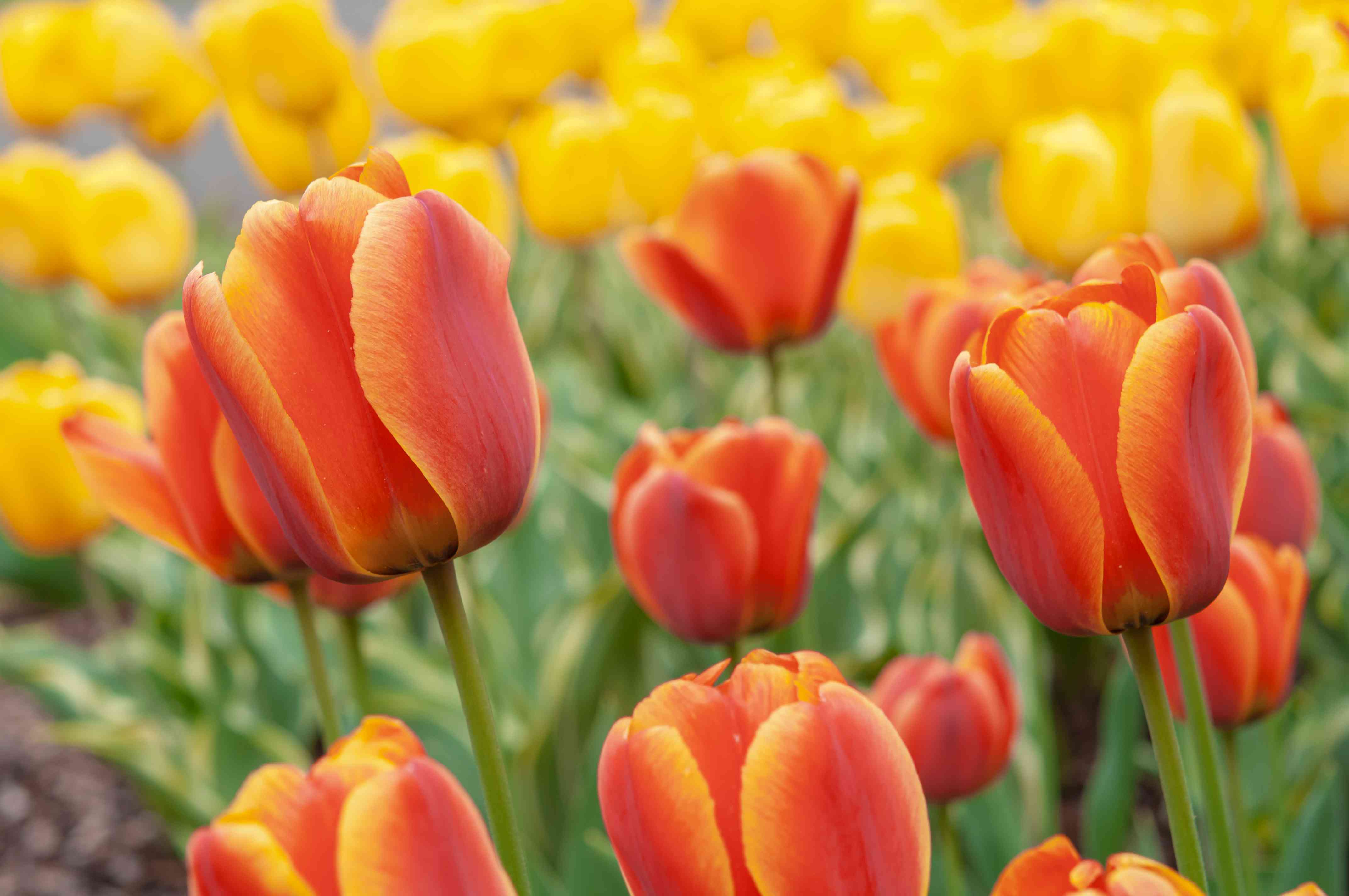 When Should You Plant Tulips