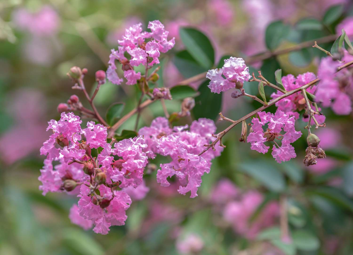 When To Plant A Crepe Myrtle Tree
