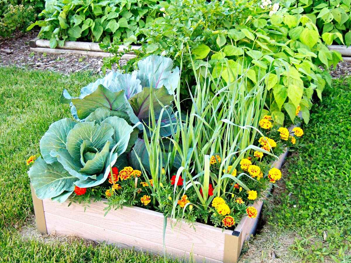 When To Plant A Vegetable Garden