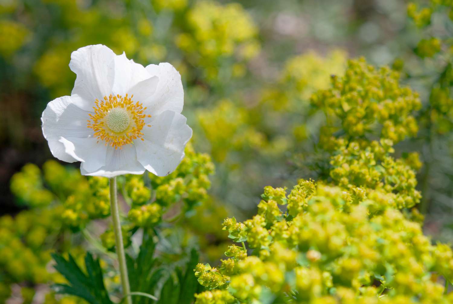 When To Plant Anemones Bulbs
