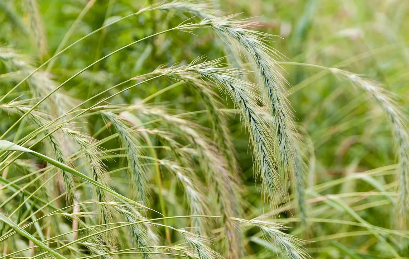 When To Plant Annual Ryegrass