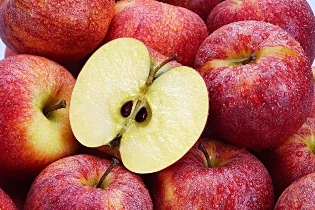 When To Plant Apple Seeds
