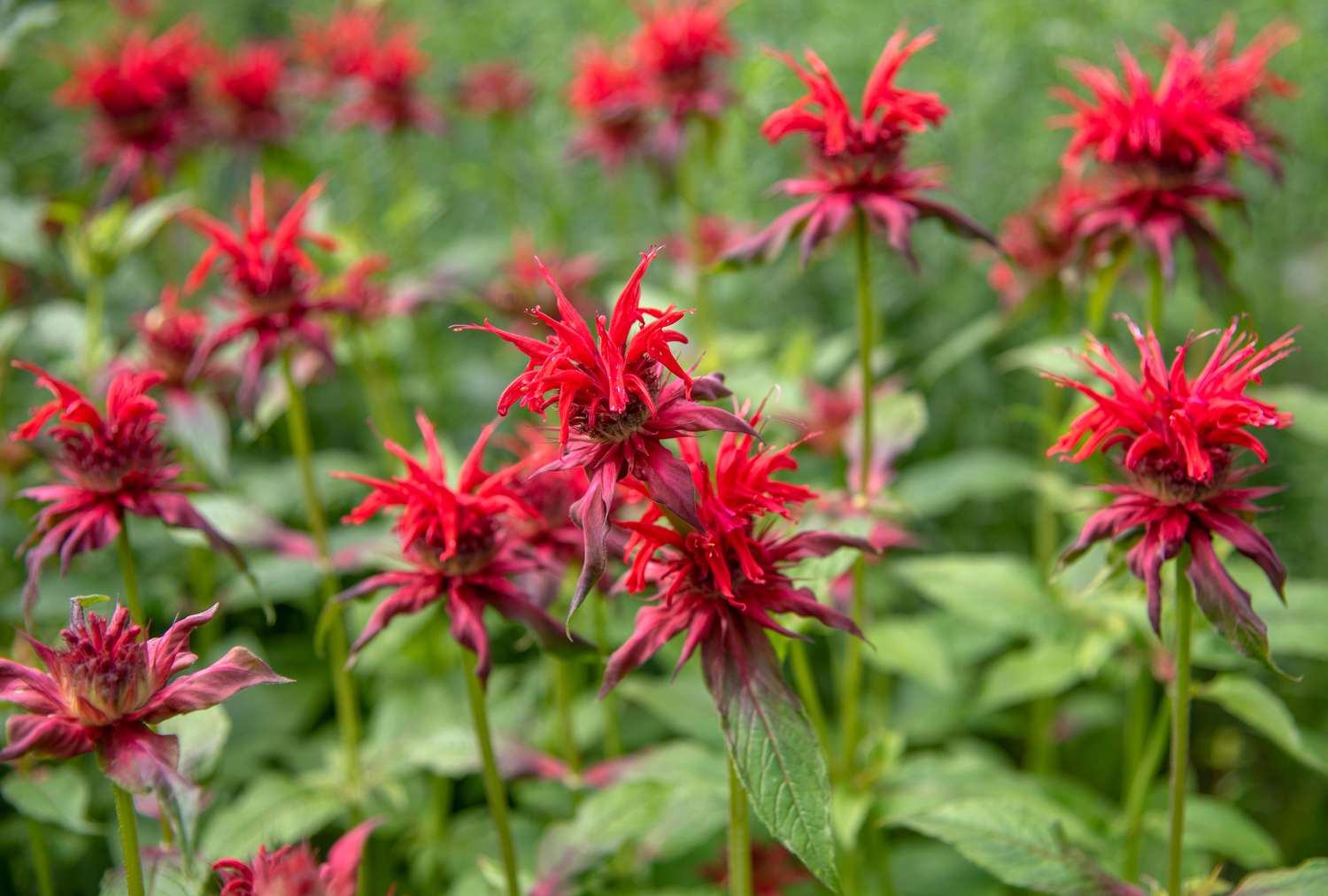 when-to-plant-bee-balm