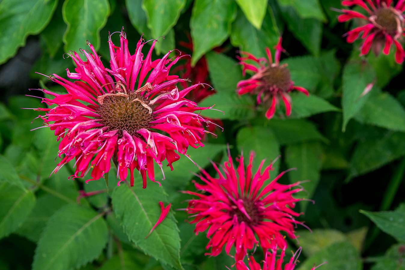 when-to-plant-bee-balm-seeds
