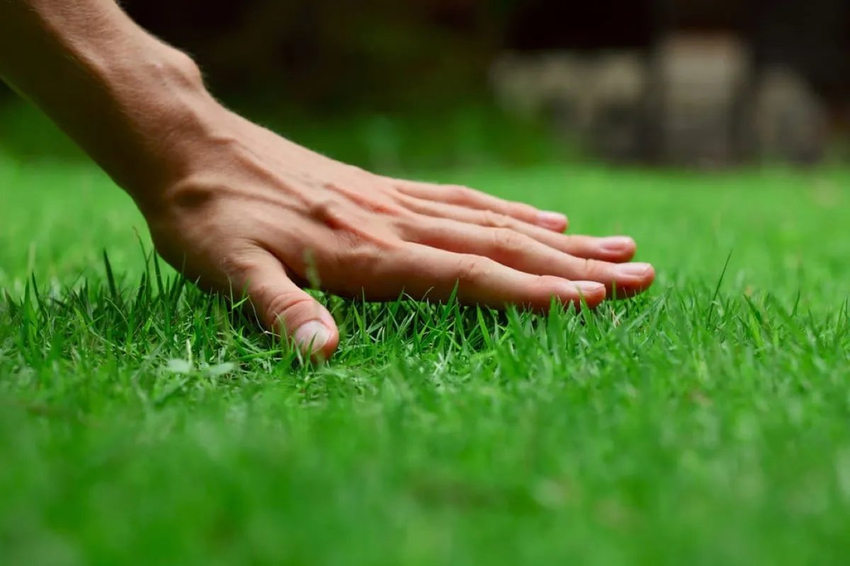 when-to-plant-bermuda-grass-in-nc