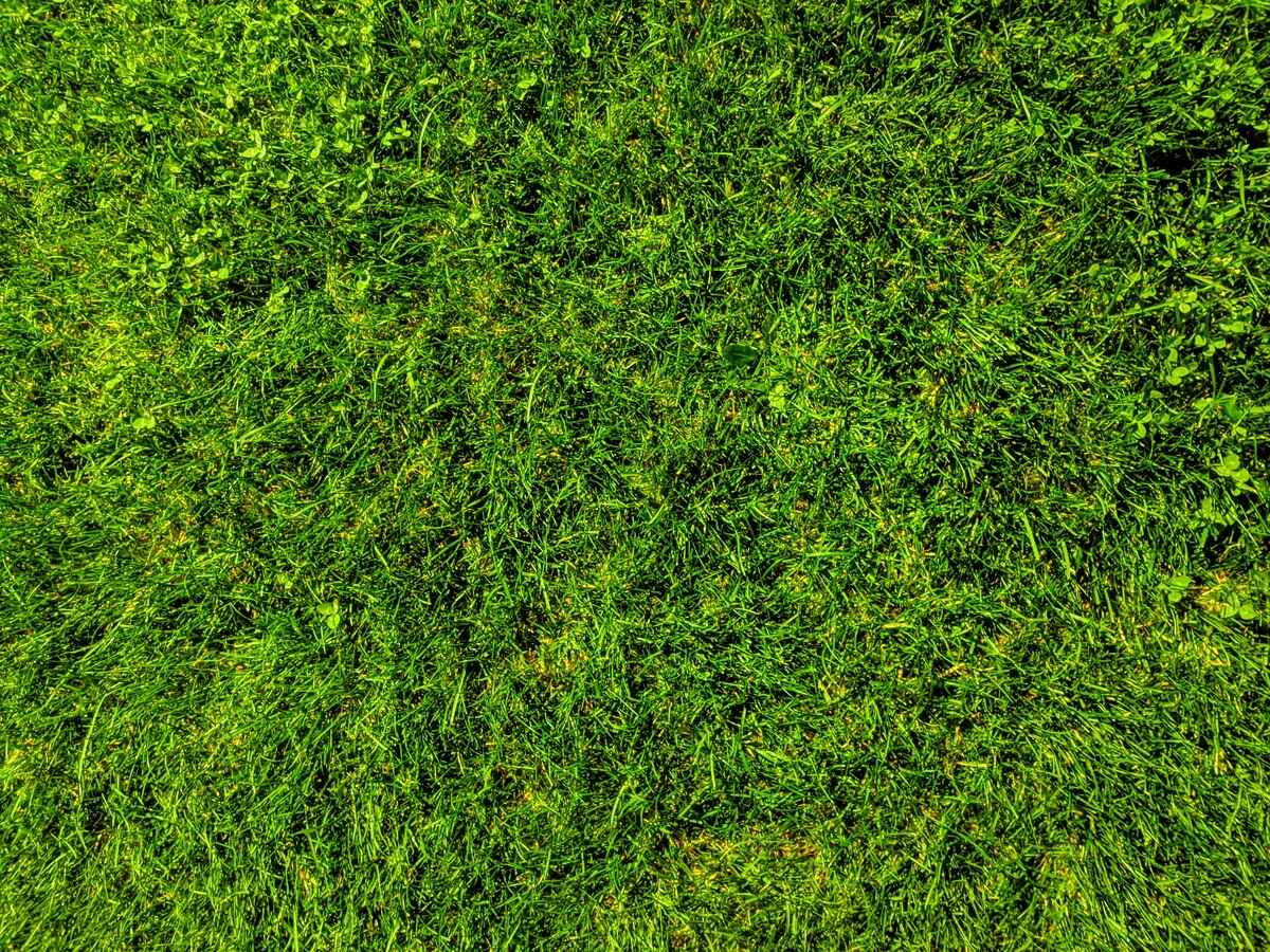 When To Plant Bermuda Grass Seed In Texas