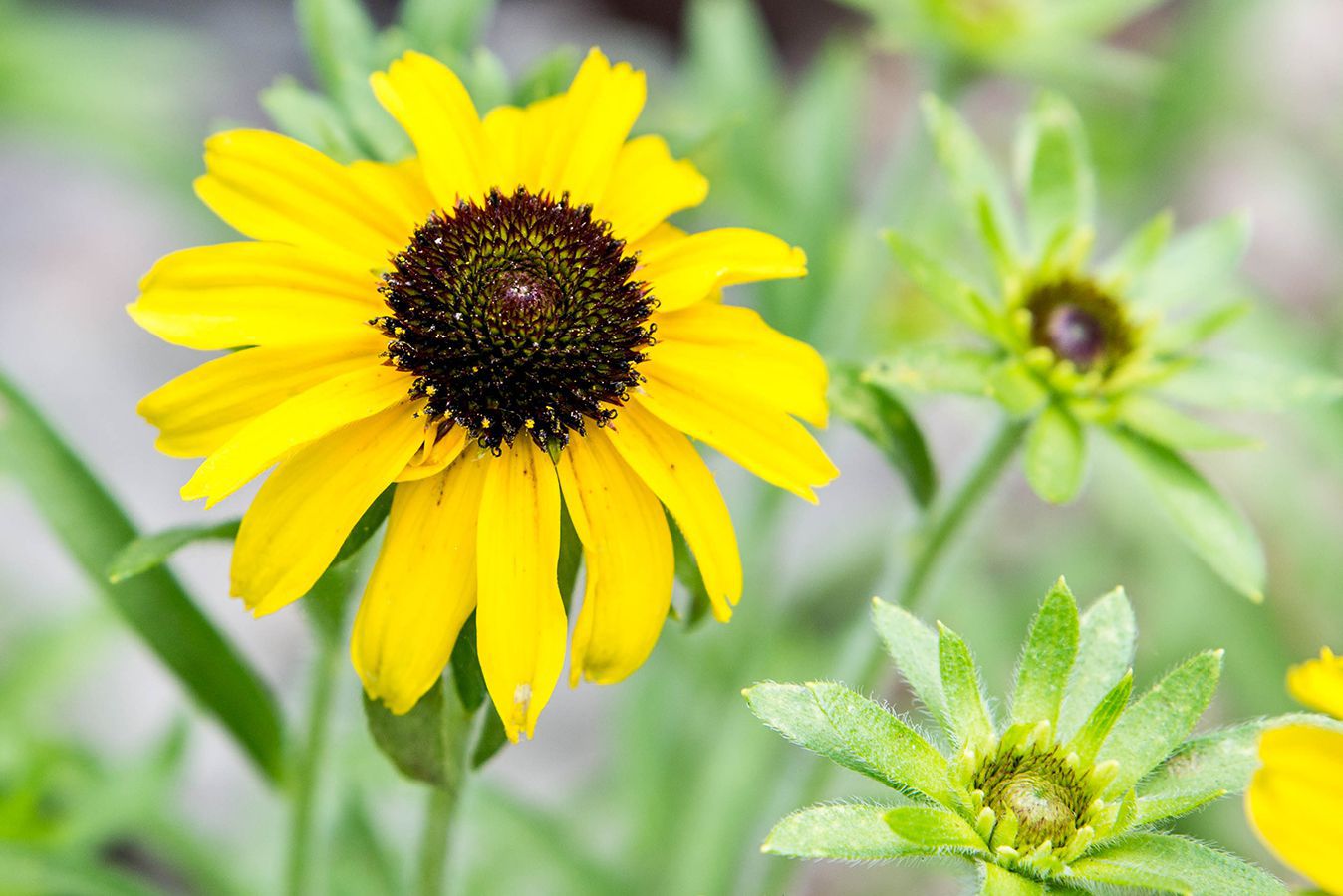 When To Plant Black Eyed Susan Seeds