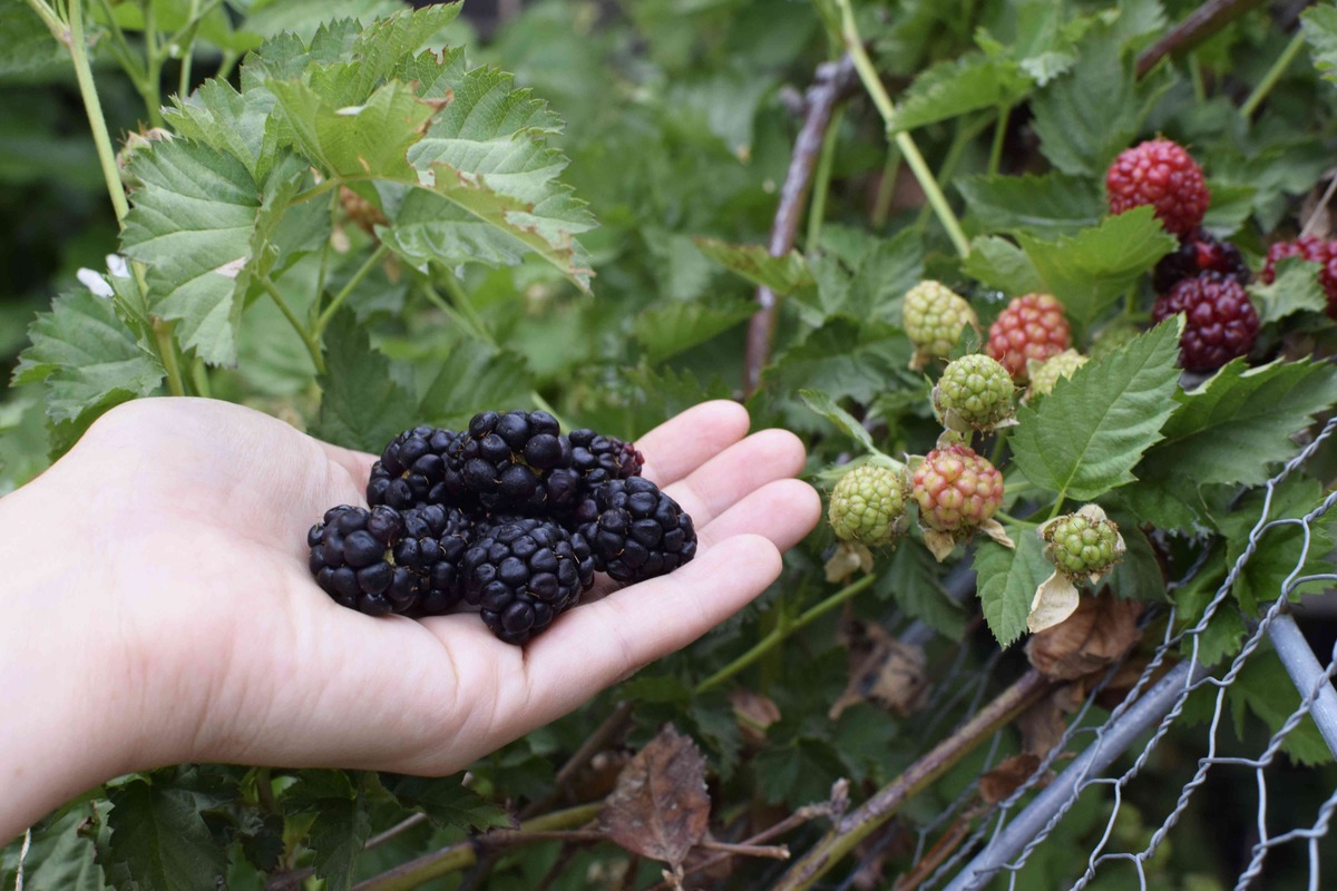 When To Plant Blackberry Bushes