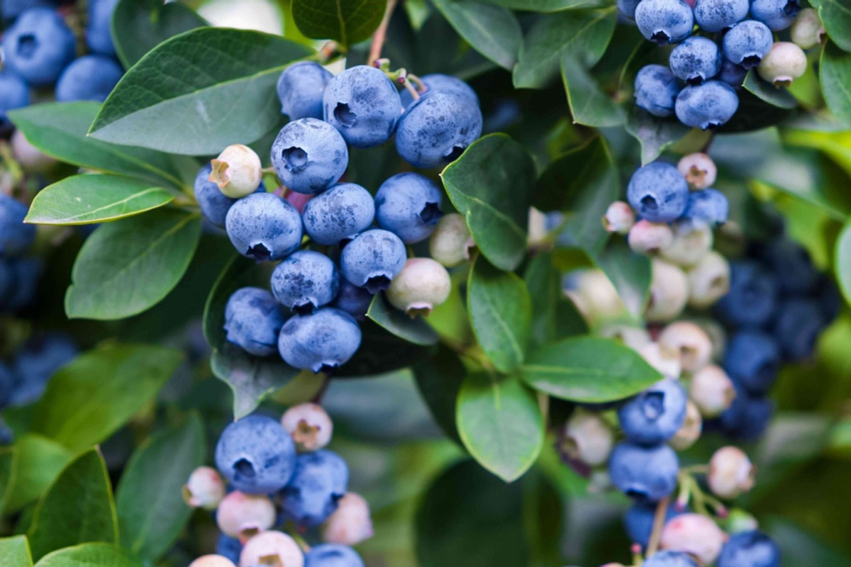 when-to-plant-blueberry-bush