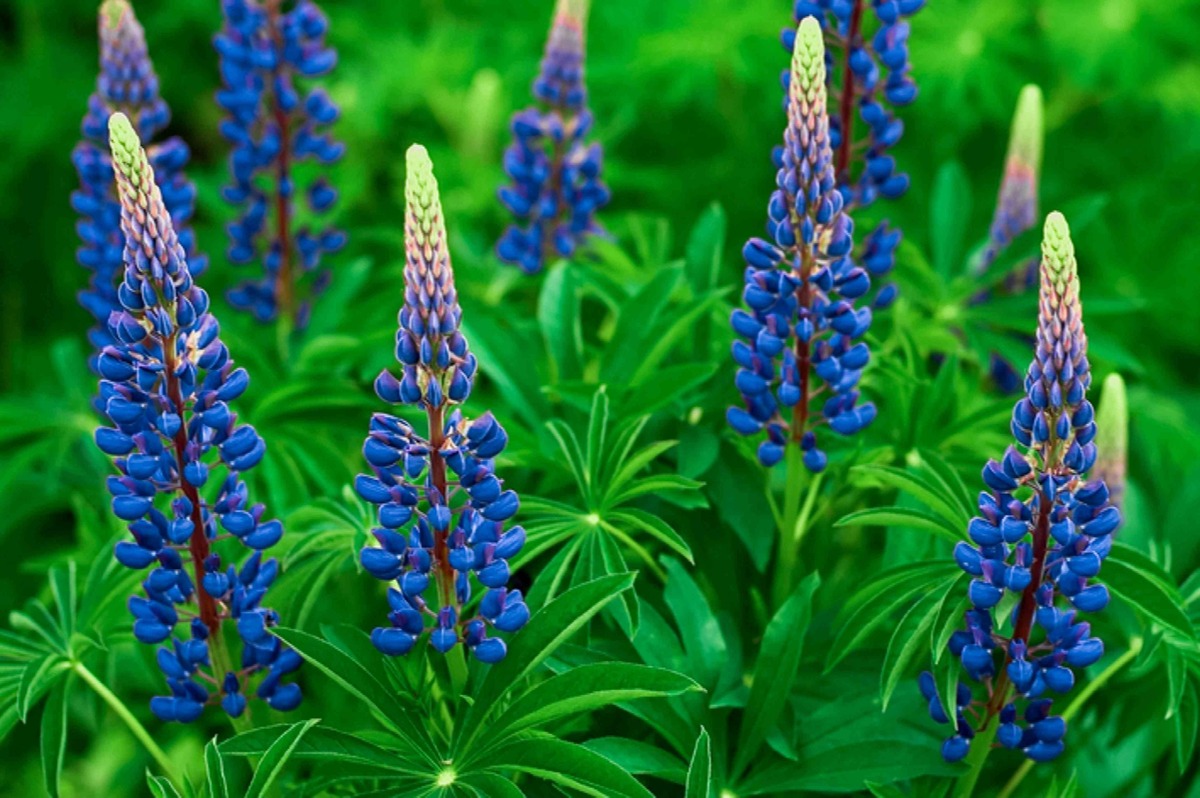 when-to-plant-bluebonnet-seeds