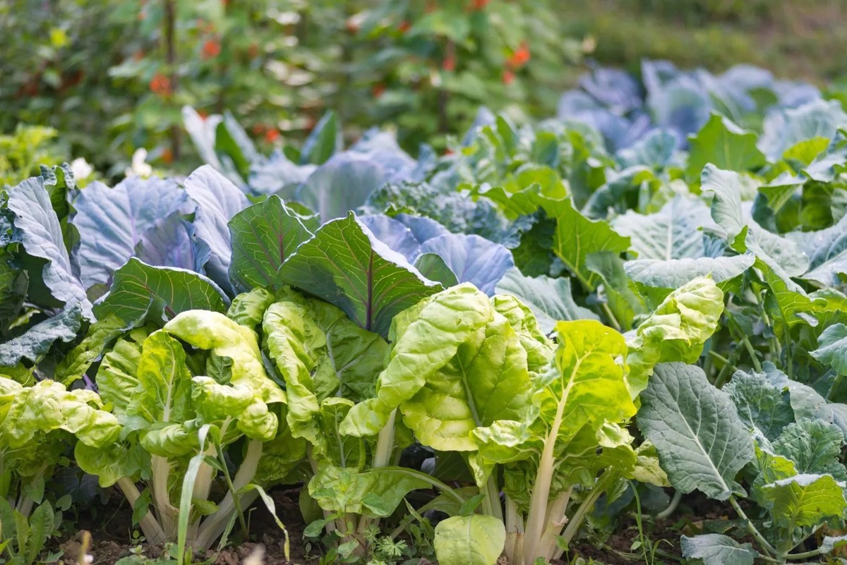 When To Plant Brassicas