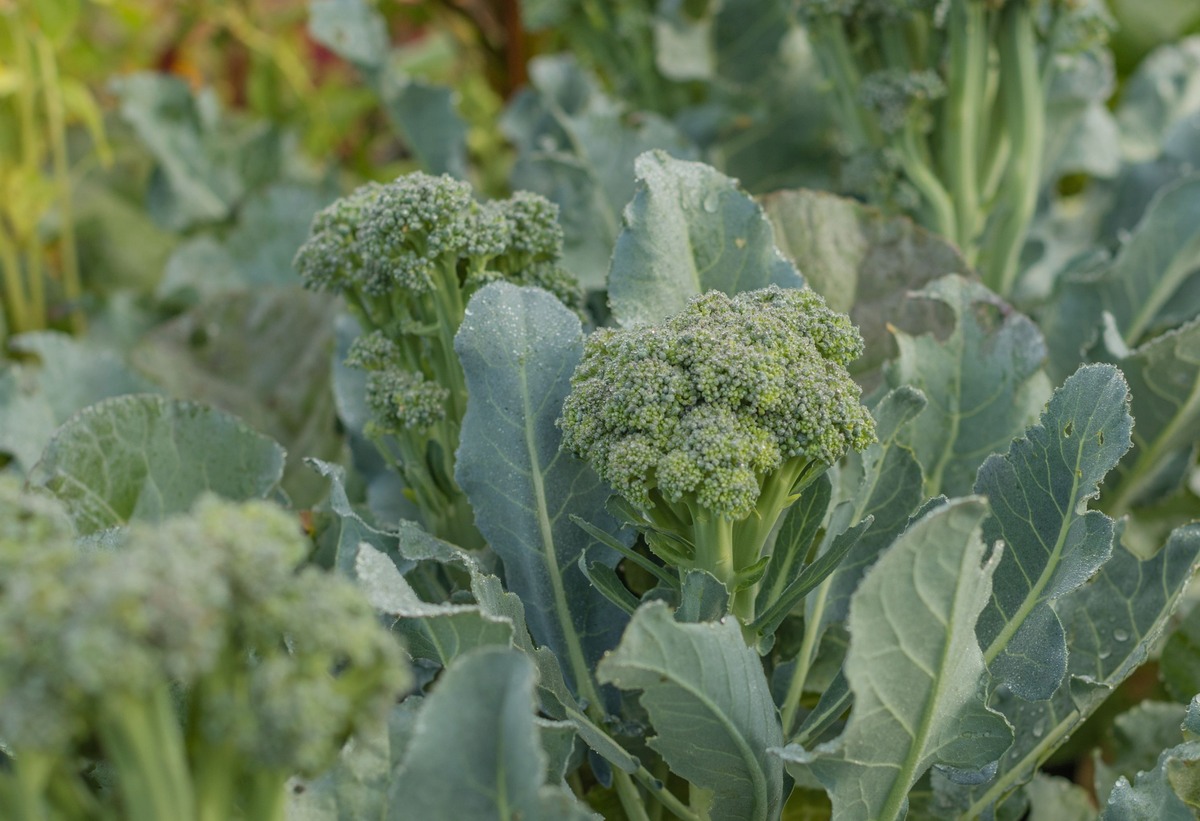 When To Plant Broccoli In NC