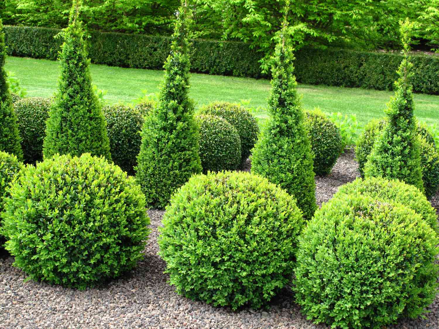 When To Plant Bushes