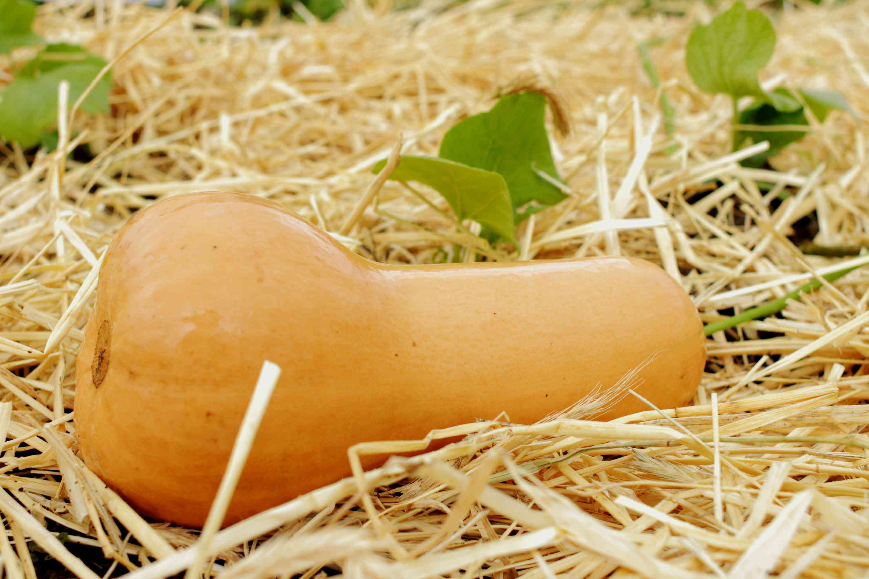 When To Plant Butternut Squash