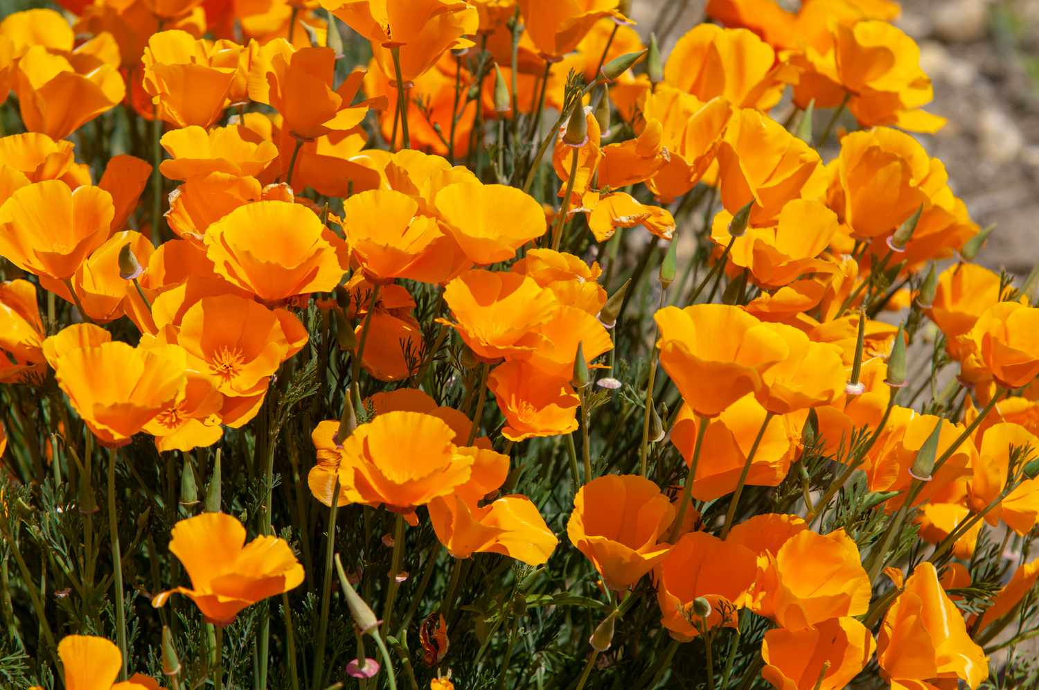 When To Plant California Poppies