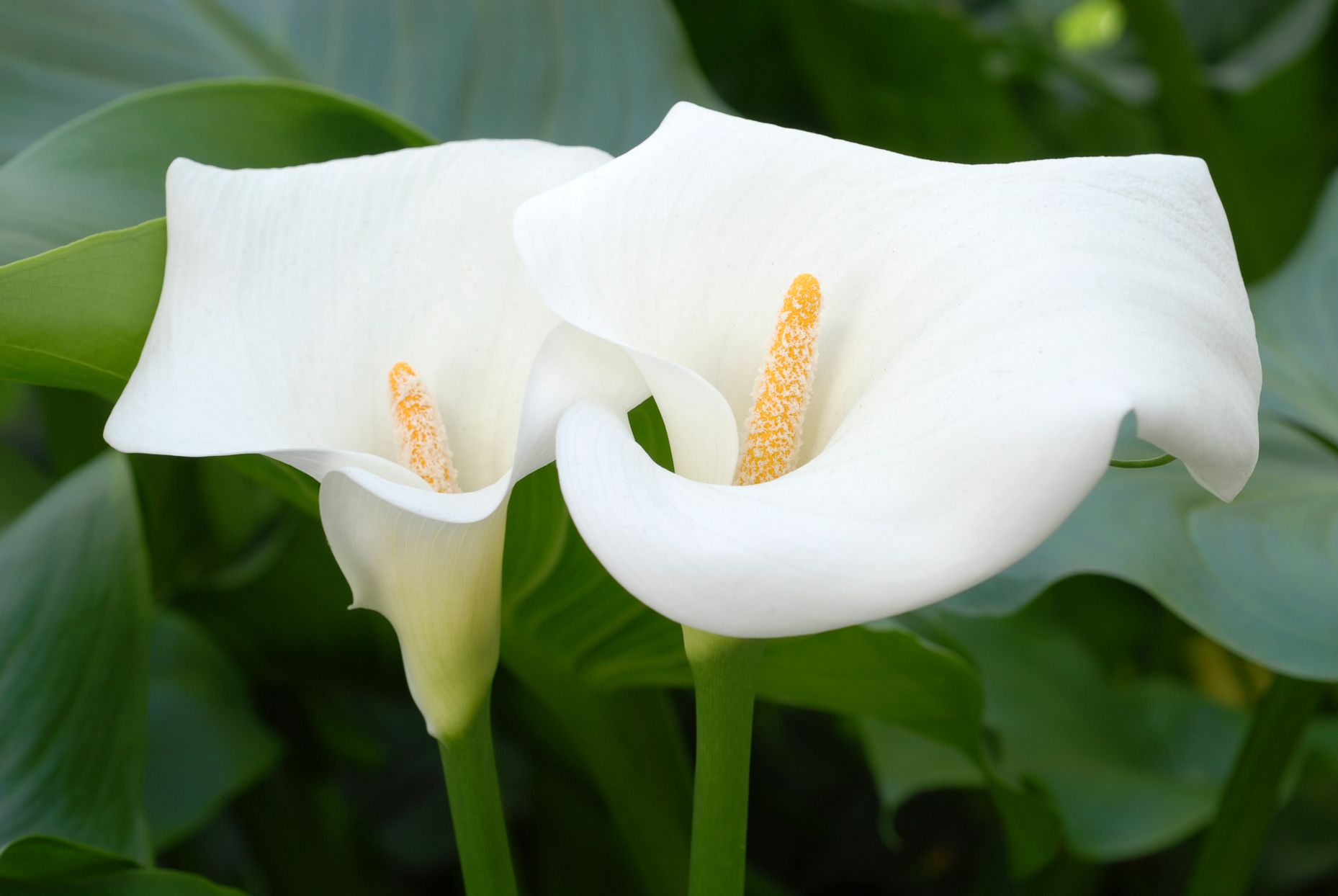 When To Plant Calla Lilies