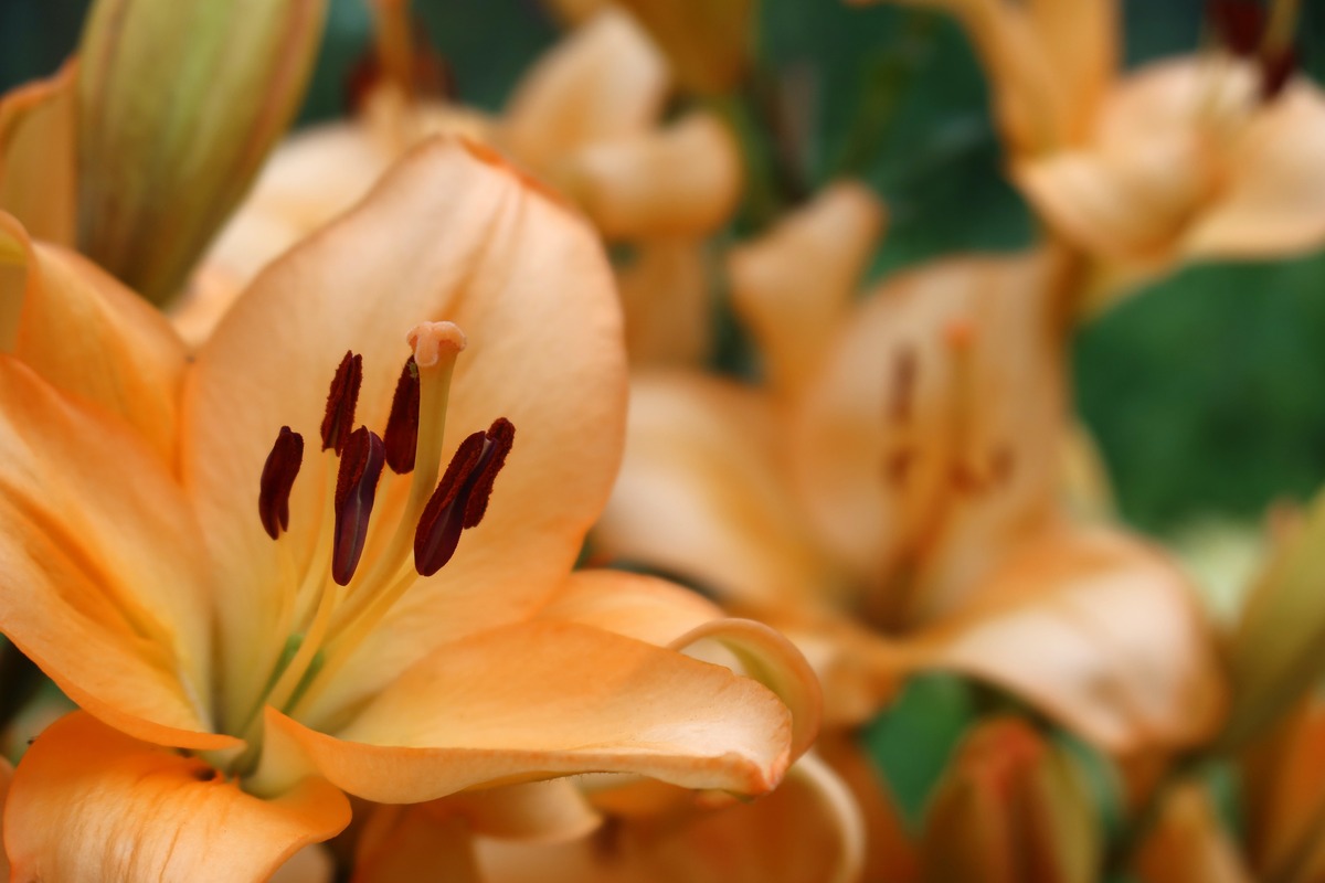 When To Plant Canna Lilies