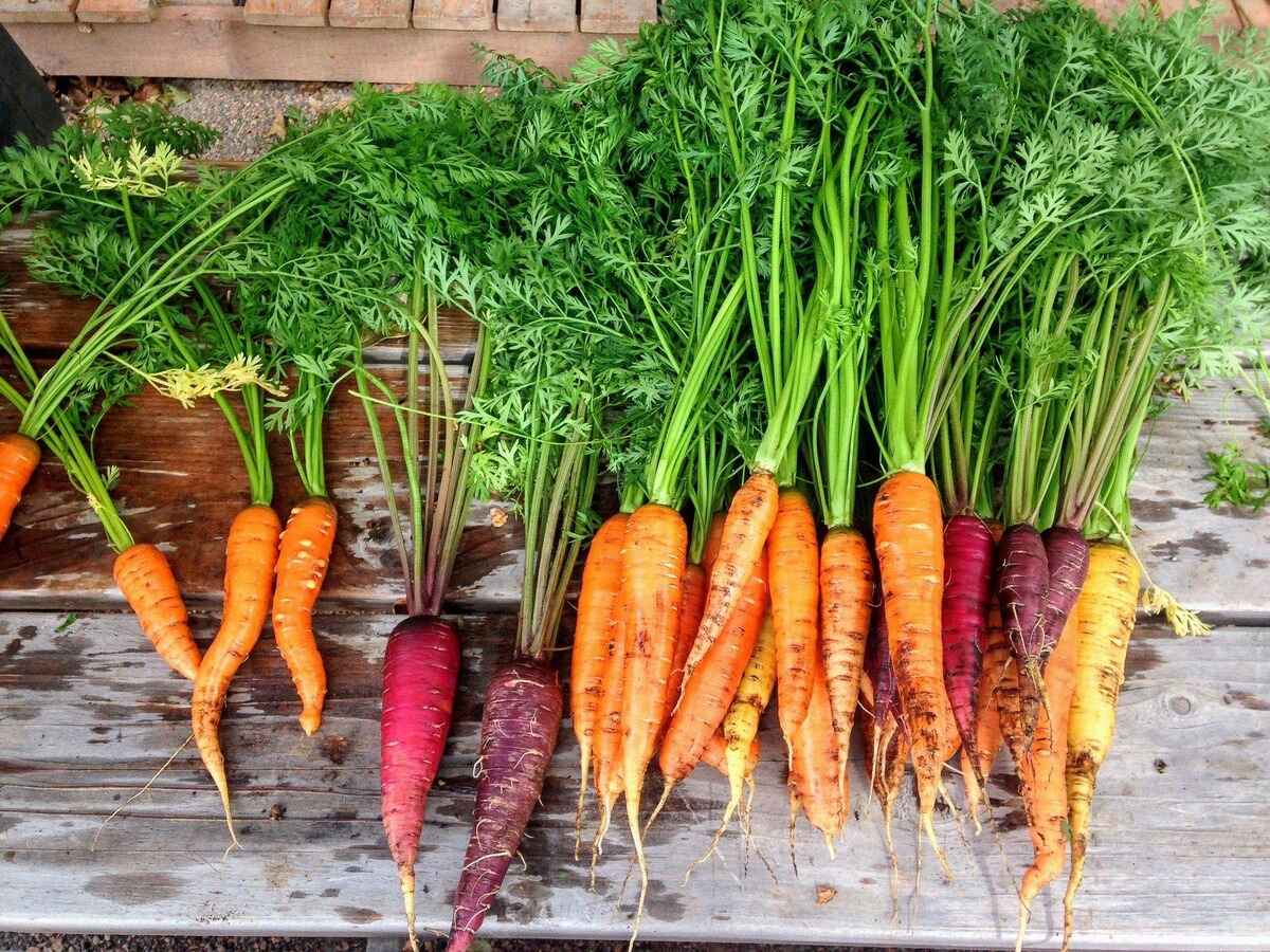 When To Plant Carrots In Missouri