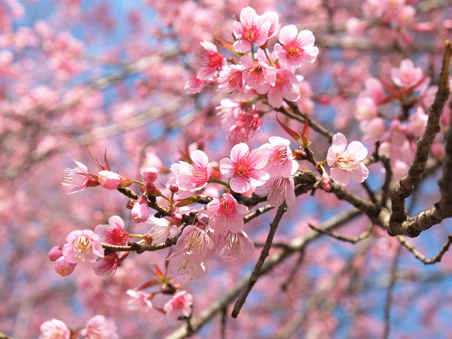 When To Plant Cherry Blossom Trees