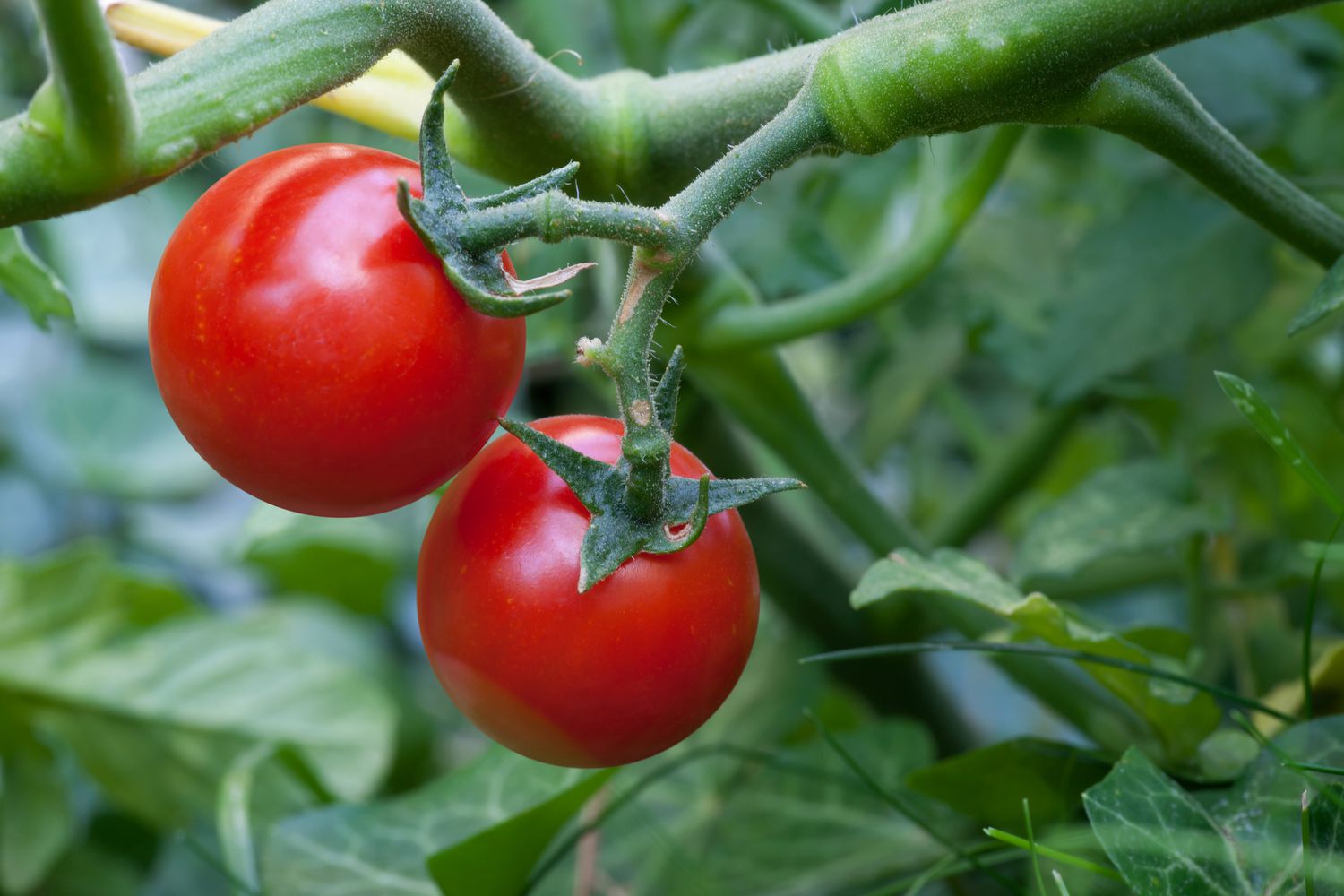 when-to-plant-cherry-tomatoes